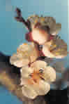 fiore di albicocca