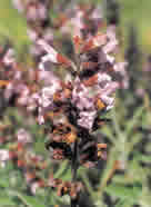 fiore di salvia