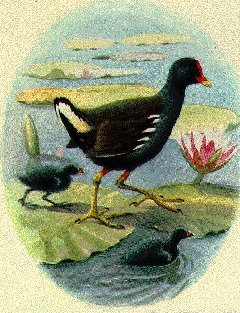 gallinella d'acqua